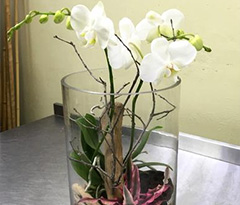 Love & Romance flowers - Orchid Florist