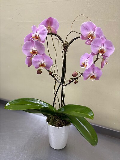 A Designer's choice - Heart to Heart Orchid