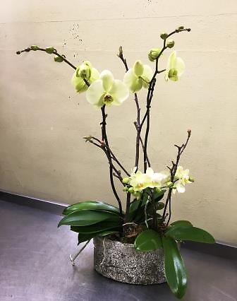 Green Orchids