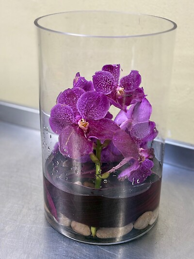 A Fuschia Vanda Orchid