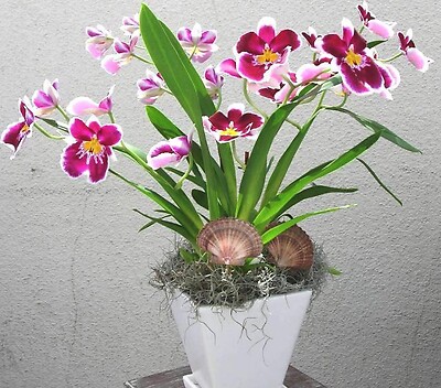 Sunrise of the Miltonia orchid