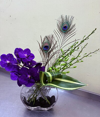 A Blue Vanda with Peacock Feathers