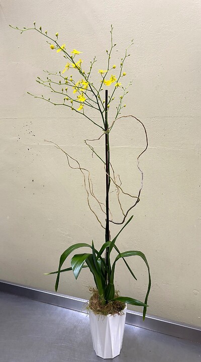 Oncidium Orchid