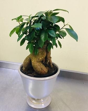 Ginseng Ficus