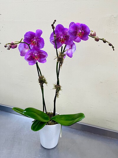 A Lavender Orchid with Speckles