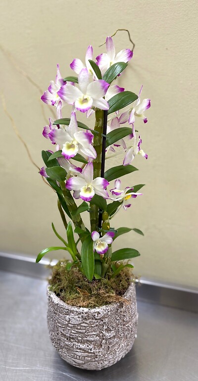 Dendrobium Nobile Orchid
