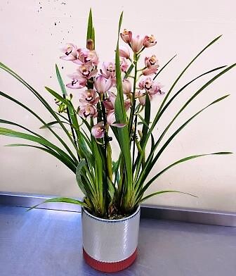 Cymbidium Orchid - Pink