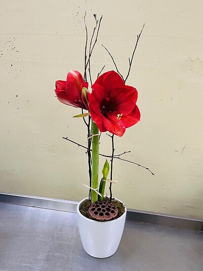Amaryllis Bulb Planter