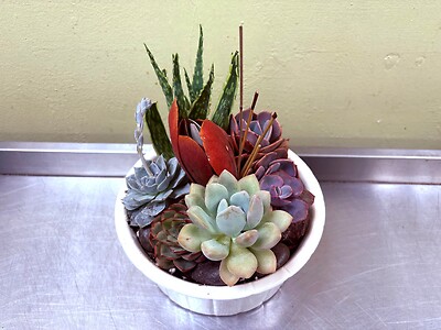 A Designer&#039;s choice- succulents garden