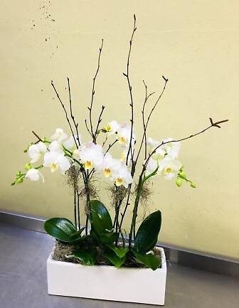Cherubic Orchids
