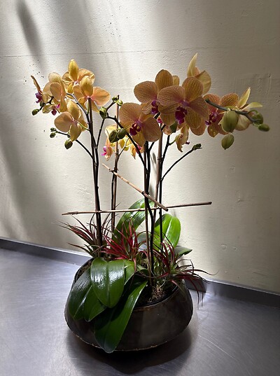 Golden Orchids