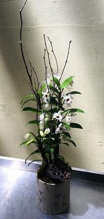 Dendrobium Nobile with lotus