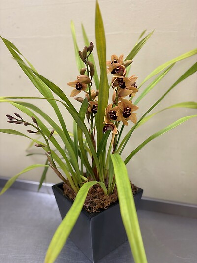 Cymbidium Orchid - Autumn color