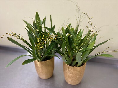 A Twinkle Stars Orchid