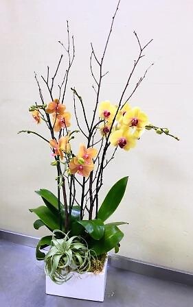 Apricot &amp; Golden Orchid