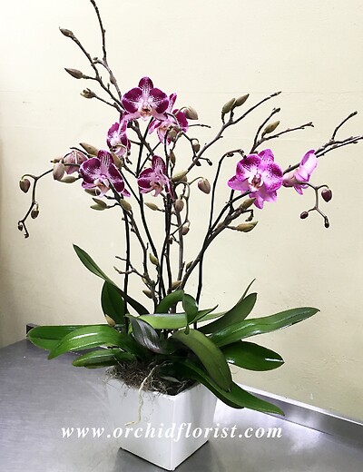 Budding Beauty Orchid