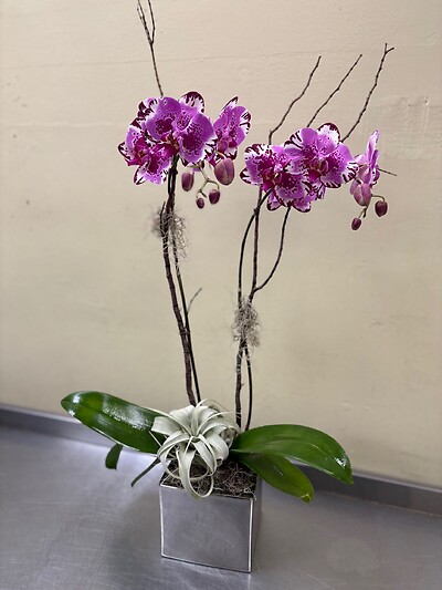 An Orchid with Air Plant