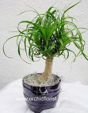 Ponytail Palm