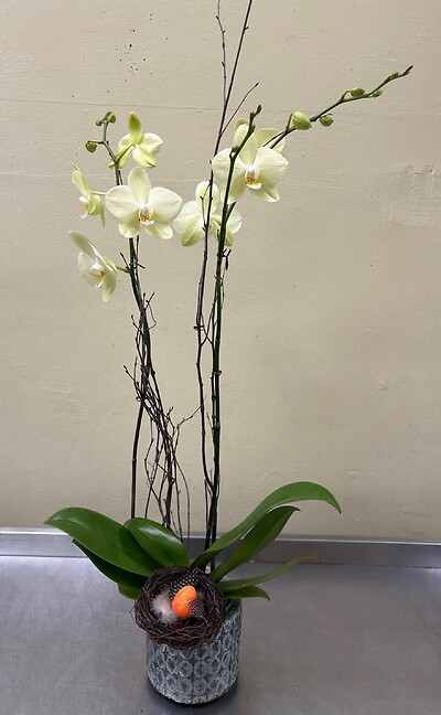 Everlasting Green Orchid