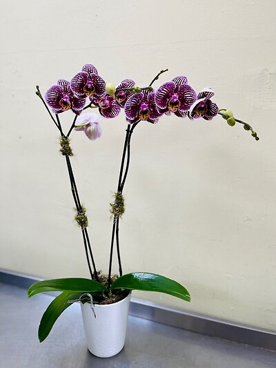 A Purple Orchid with Stripes