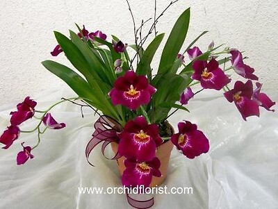 Orchids Lover