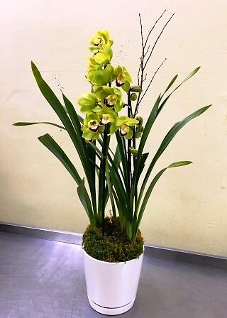 Emerald Jade Cymbidium