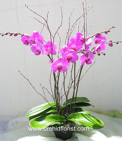 Sharp Desire Orchid