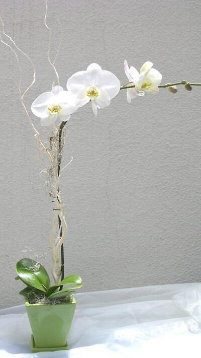 Bashful Orchid