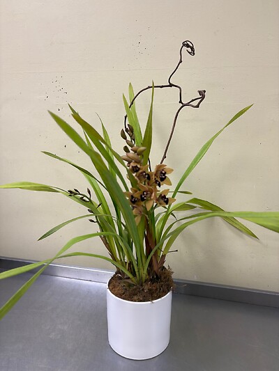 Cymbidium Allure