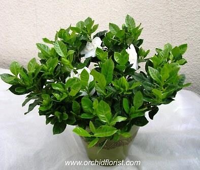 Fragrant Gardenia