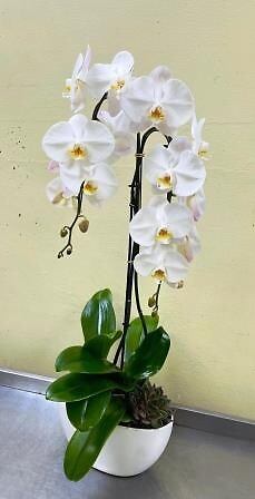 White Cloud Horizon Orchid