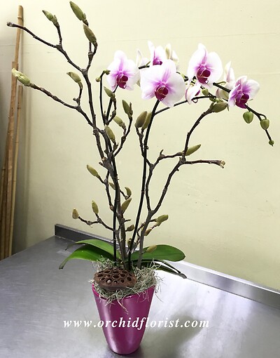 Purple Lipstick Orchid
