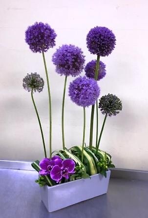 Allium Balls