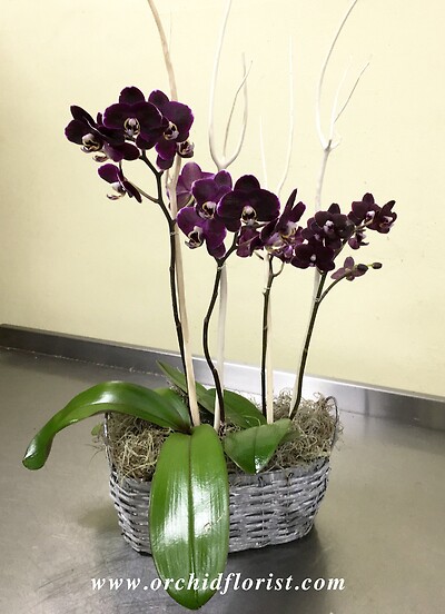 Aubergine Orchid