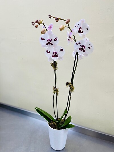 A White Orchid with Speckles