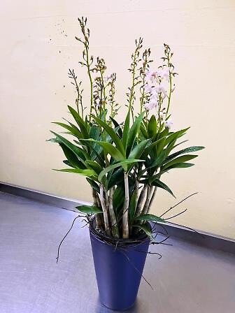 Australian Dendrobium