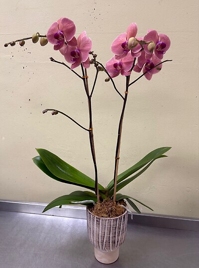 A Bliss of Autumn Orchid