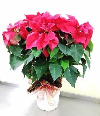 Poinsettia Beauty