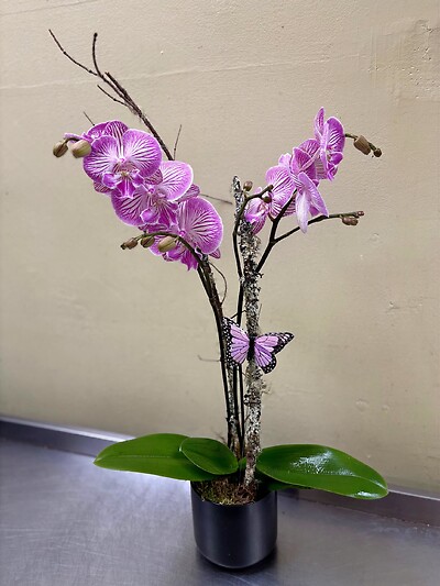 A Moth Orchid in Lavender &amp; Fuschia Stripes