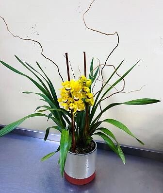 Cymbidium Orchid - Yellow