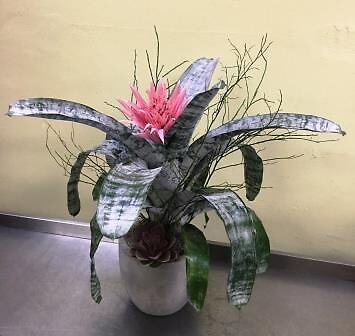 Pink Bromeliad