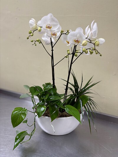 A Blooming Garden Orchid