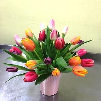 Beautiful Tulips