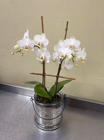 A Petite Orchid