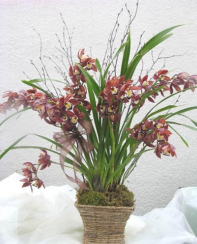 Cymbidium Galore Orchid