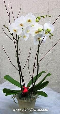 White Christmas Orchid
