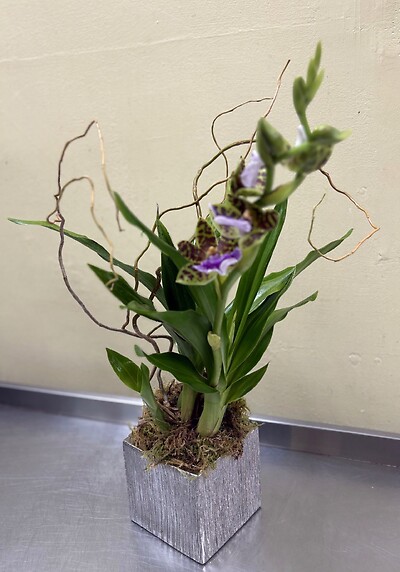 Zygopetalum Orchid