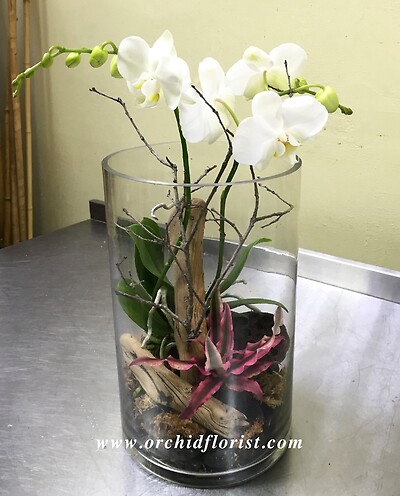 Orchid Terrarium