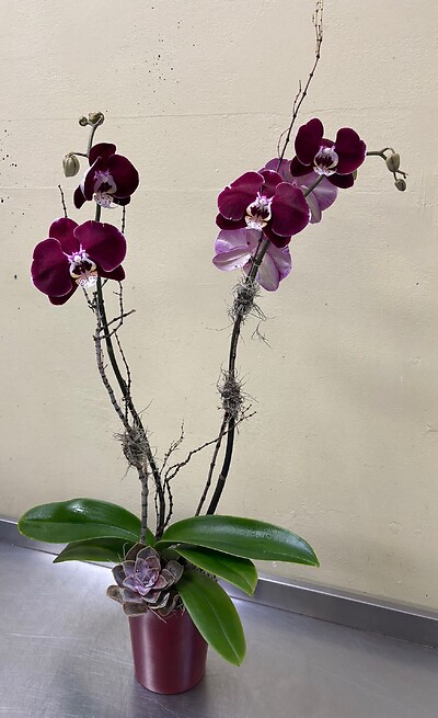 Aubergine Orchid